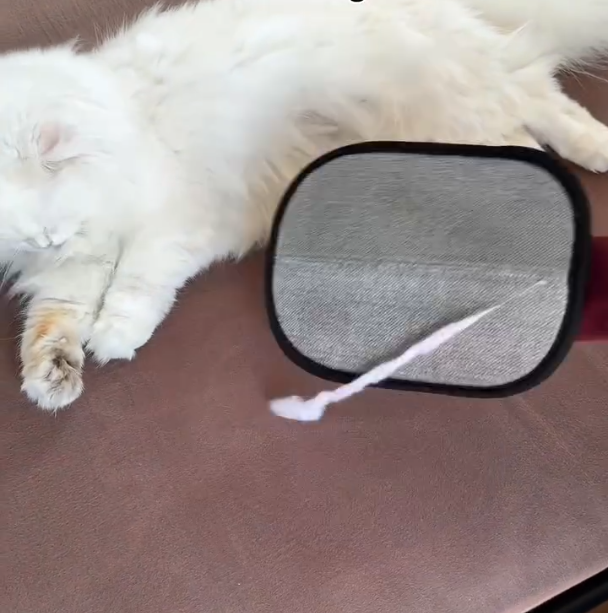 Glove Pet Hair Remover